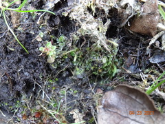 Fossombronia longiseta