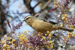 Conirostrum cinereum