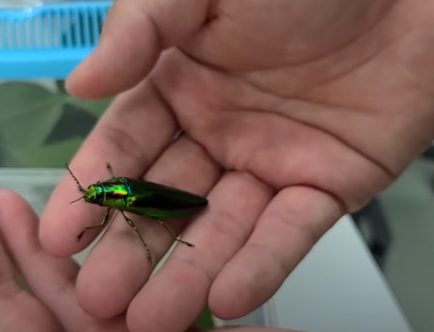 Korean Jewel Beetle