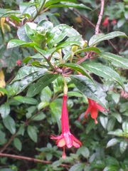 Fuchsia