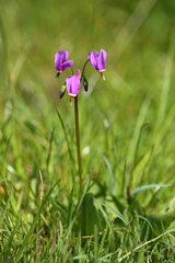 Primula pauciflora pauciflora