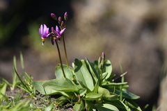 Primula pauciflora pauciflora