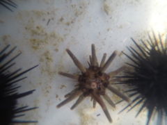 Eucidaris thouarsii
