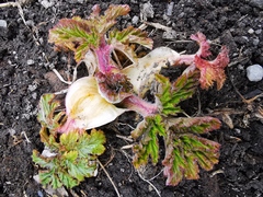 Heracleum sosnowskyi
