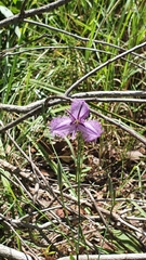 Thysanotus banksii