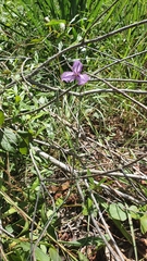 Thysanotus banksii
