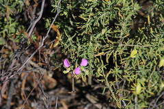 Polygala lasiosepala