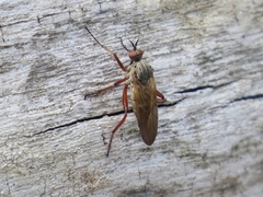 Empis spectabilis