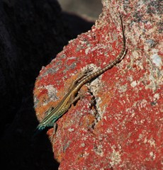 Platysaurus capensis