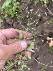Meconella denticulata