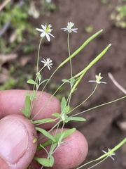 Meconella denticulata