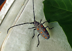 Batocera frenchi