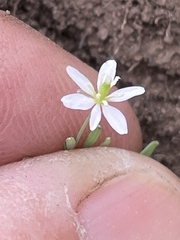 Meconella denticulata