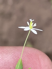 Meconella denticulata