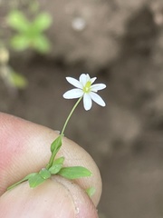 Meconella denticulata