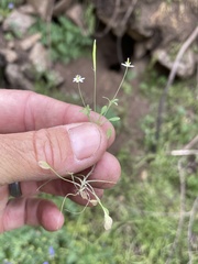 Meconella denticulata