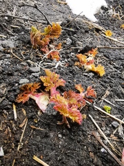 Heracleum sosnowskyi