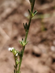 Plagiobothrys stipitatus micranthus