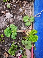 Heracleum sosnowskyi