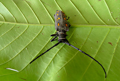 Batocera frenchi