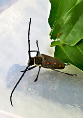 Batocera frenchi