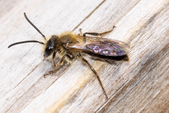 Andrena dunningi