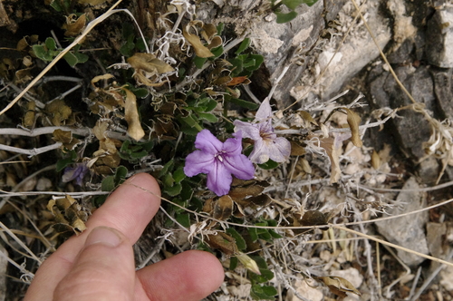 Image of Ruellia parryi by (c) Eric Knight, some rights reserved (CC BY)