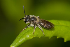 Andrena erigeniae
