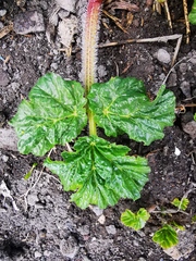 Heracleum sosnowskyi