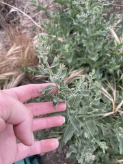 Acourtia microcephala