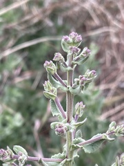 Acourtia microcephala