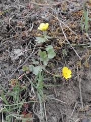 Ranunculus polyrhizos