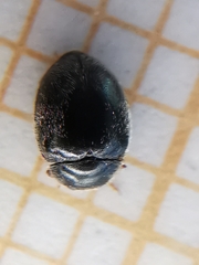 Scymnus rubromaculatus