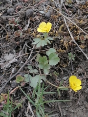 Ranunculus polyrhizos