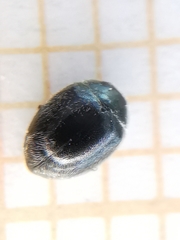 Scymnus rubromaculatus