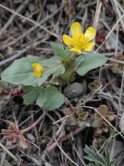 Ranunculus polyrhizos