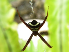 Argiope reinwardti