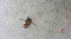 Apis mellifera