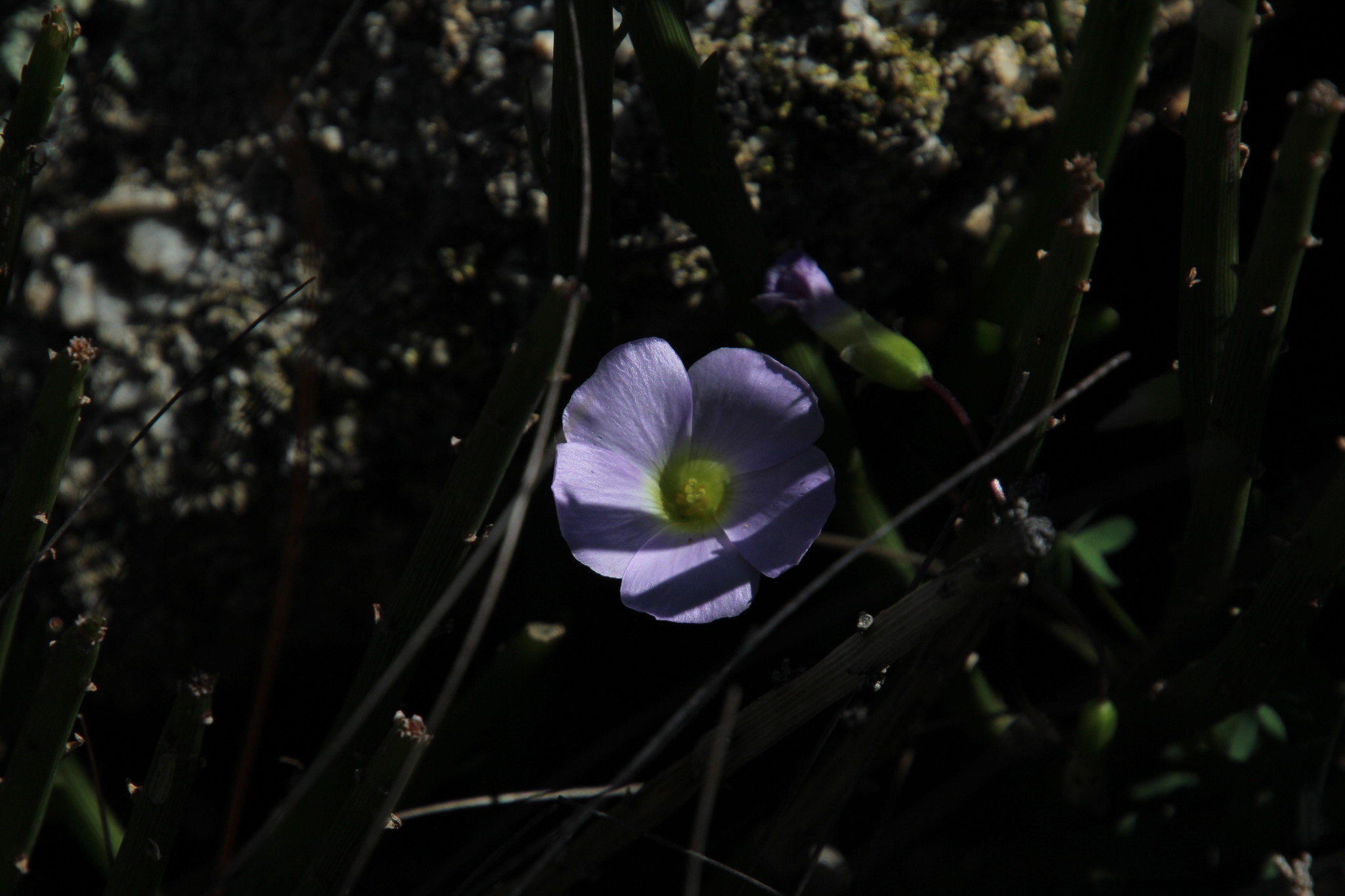 Oxalis comosa E.Mey. ex Harv. & Sond.