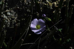 Oxalis comosa