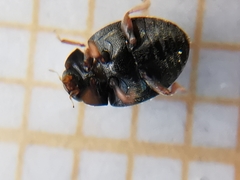 Scymnus rubromaculatus