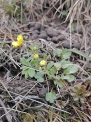 Ranunculus polyrhizos