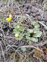 Ranunculus polyrhizos
