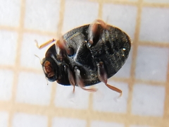 Scymnus rubromaculatus