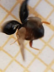 Scymnus rubromaculatus