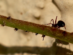 Lasius emarginatus