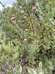 Monardella hypoleuca hypoleuca