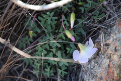 Oxalis comosa