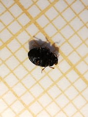 Scymnus rubromaculatus