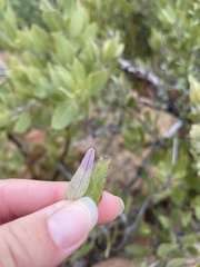 Monardella hypoleuca hypoleuca